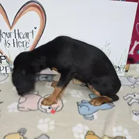 Maddie AKC Black & Tan, a female Cavalier King Charles Spaniel for sale in Cadott, WI – Photo 4 of 4