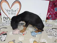 Maddie AKC chocolate carrier, a female Cavalier King Charles Spaniel for sale in Cadott, WI – Photo 4 of 4