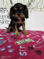 processed/4a18dffb-8d06-48a3-b938-25efb6f890d6/listing/5107d1d3-7c2b-4563-b13b-37ee44dfd2ab/ac0fb79d-381a-4500-8308-6cf8a7bc1e01