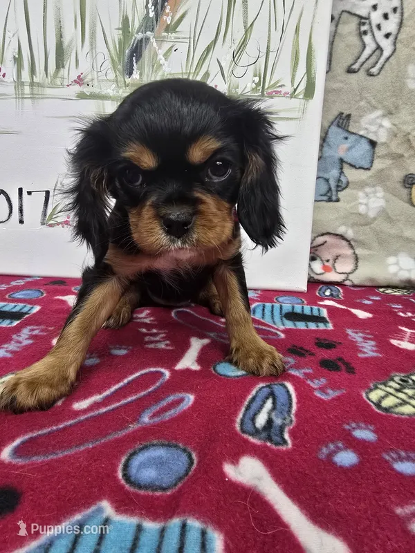 Madie AKC chocolate carrier