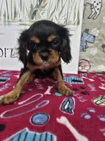 processed/4a18dffb-8d06-48a3-b938-25efb6f890d6/listing/5107d1d3-7c2b-4563-b13b-37ee44dfd2ab/c6428ac3-affe-4495-b68d-c77092599c5b