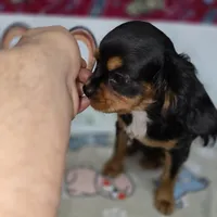 Maddie AKC Black & Tan, a female Cavalier King Charles Spaniel for sale in Cadott, WI – Photo 2 of 4