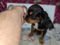 Maddie AKC chocolate carrier, a female Cavalier King Charles Spaniel for sale in Cadott, WI – Photo 2 of 4