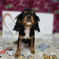 Maddie AKC Black & Tan, a female Cavalier King Charles Spaniel for sale in Cadott, WI – Photo 1 of 4