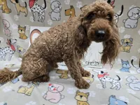 Purple band, a male Cavapoo for sale in Cadott, WI – 5 of 5