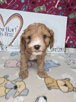 Bella, a female Cavapoo for sale in Cadott, WI – Photo 3 of 7