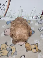 Bella, a female Cavapoo for sale in Cadott, WI – Photo 4 of 7