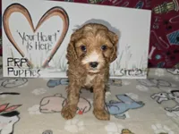Bella, a female Cavapoo for sale in Cadott, WI – Photo 1 of 7