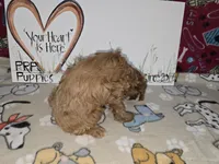 Bella, a female Cavapoo for sale in Cadott, WI – Photo 6 of 7