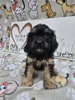 Black band, a male Cavapoo for sale in Cadott, WI – 4 of 6