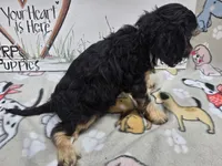 Pink band Mini, a female Cavapoo for sale in Cadott, WI – 2 of 5