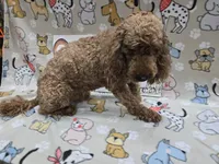 Sadie's purple, a male Cavapoo for sale in Cadott, WI – 5 of 5