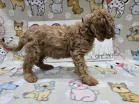 Purple band, a male Cavapoo for sale in Cadott, WI – 2 of 5