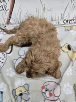 Orange band, a male Cavapoo for sale in Cadott, WI – 3 of 5