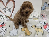 Sadie's pink band, a female Cavapoo for sale in Cadott, WI – 1 of 5