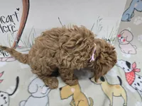 Sadie's pink band, a female Cavapoo for sale in Cadott, WI – 3 of 5