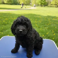 Sadie's purple Louie, a male Cavapoo for sale in Cadott, WI – 1 of 7
