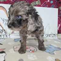 Abbie, a female Cavapoo for sale in Cadott, WI – Photo 1 of 7