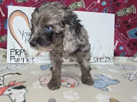 Abby, a female Cavapoo for sale in Cadott, WI – Photo 1 of 7