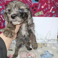 Abbie, a female Cavapoo for sale in Cadott, WI – Photo 4 of 7