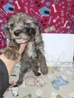 Abby, a female Cavapoo for sale in Cadott, WI – Photo 4 of 7