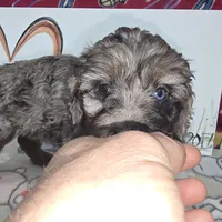 Abbie, a female Cavapoo for sale in Cadott, WI – Photo 5 of 7