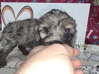 Abby, a female Cavapoo for sale in Cadott, WI – Photo 5 of 7