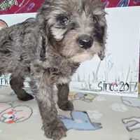 Abbie, a female Cavapoo for sale in Cadott, WI – Photo 3 of 7