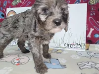 Abby, a female Cavapoo for sale in Cadott, WI – Photo 3 of 7