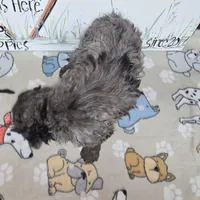 Abbie, a female Cavapoo for sale in Cadott, WI – Photo 6 of 7