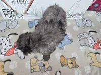 Abby, a female Cavapoo for sale in Cadott, WI – Photo 6 of 7