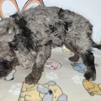 Abbie, a female Cavapoo for sale in Cadott, WI – Photo 7 of 7