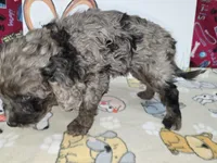 Abby, a female Cavapoo for sale in Cadott, WI – Photo 7 of 7