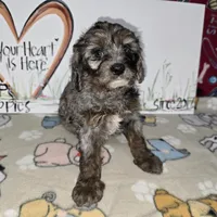 Abbie, a female Cavapoo for sale in Cadott, WI – Photo 2 of 7