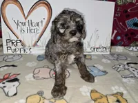 Abby, a female Cavapoo for sale in Cadott, WI – Photo 2 of 7