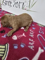 Paris AKC chocolate carrier, a female Cavalier King Charles Spaniel for sale in Cadott, WI – Photo 8 of 9