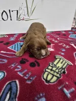 Paris AKC chocolate carrier, a female Cavalier King Charles Spaniel for sale in Cadott, WI – Photo 3 of 9