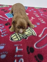 Paris AKC chocolate carrier, a female Cavalier King Charles Spaniel for sale in Cadott, WI – Photo 1 of 9