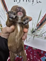 Paris AKC chocolate carrier, a female Cavalier King Charles Spaniel for sale in Cadott, WI – Photo 6 of 9