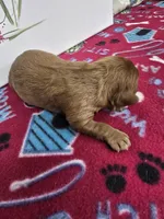 Paris AKC chocolate carrier, a female Cavalier King Charles Spaniel for sale in Cadott, WI – Photo 4 of 9