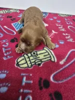 Paris AKC chocolate carrier, a female Cavalier King Charles Spaniel for sale in Cadott, WI – Photo 5 of 9