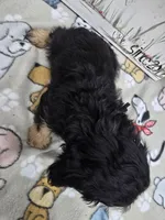 Black band, a male Cavapoo for sale in Cadott, WI – 2 of 6