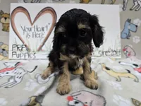 Pink band Mini, a female Cavapoo for sale in Cadott, WI – 3 of 5