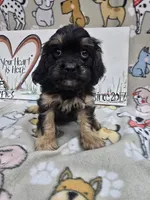 Black band, a male Cavapoo for sale in Cadott, WI – 3 of 6
