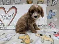 Red band, a female Cavapoo for sale in Cadott, WI – 1 of 5