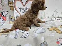 Red band, a female Cavapoo for sale in Cadott, WI – 3 of 5