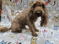 Orange band, a male Cavapoo for sale in Cadott, WI – 5 of 5