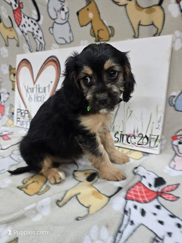 Green band – Cavapoo puppy for sale in Cadott, WI