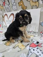 Green band, a male Cavapoo for sale in Cadott, WI – 1 of 6