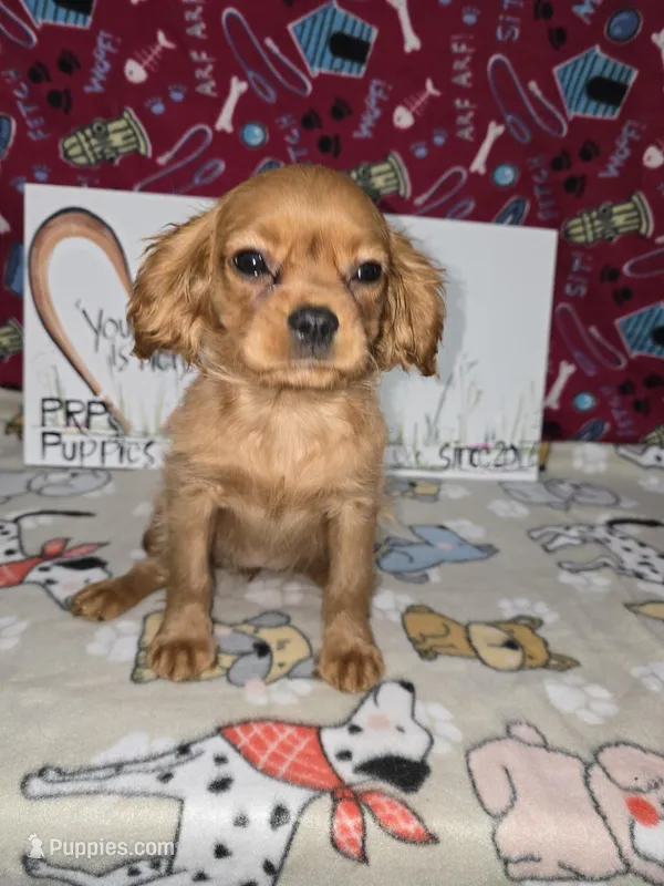 Harmony AKC solid Ruby